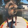 puppy2692