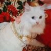 cutecatslife.19