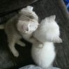 tom.and.jeri15