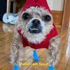 spud the cryptid