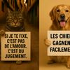chienvschat4