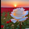 user8010038021783