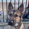 missythebelgiumshep