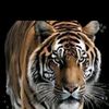 abd.omar668