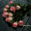 marline5548