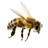 larrythe_bee