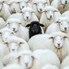 black.sheep.of.life