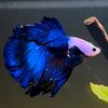 florthebetta