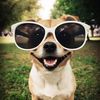 funnypets.time