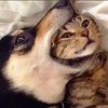 Pawfect Moments