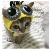 khao_574