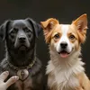 sauver_animaux5