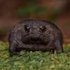 frogballs14