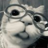 your_fellow_pooki