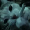 leksana_993