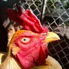 vanthanhphat777