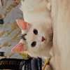 armish_44