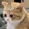 kaitmtm