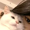 kristella293