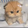 reni_ajaa4