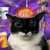 kitzykitzykitzy