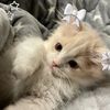 maryam.cat0