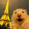 capybara_is_beautifullll