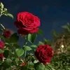 user5594805707851