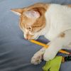 thestoiccat
