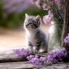 bosy.yousf