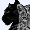 noor.tarawneh50