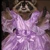 your_fav_tanuki