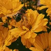 mrhoney.asmr