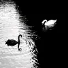 🖤🦢