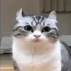 ogrizak.com