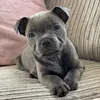 Skye The Blue Staffie