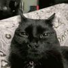 kittytoes117part2