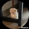 boi_ko.s.v