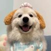 Funny animal2233