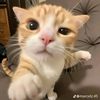 kucingmeow_12344