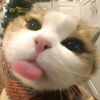 catnipcutie