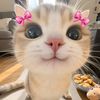 justcatladies_