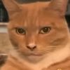 sigma_cat051