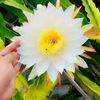 shadiya9970