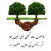 haqani11225