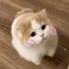 thor_ntramm