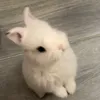 rabbit1m78