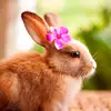arnab_comel_