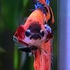 fish.mommy