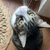 fliegnfuttr